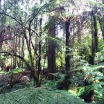 William Ricketts Forest